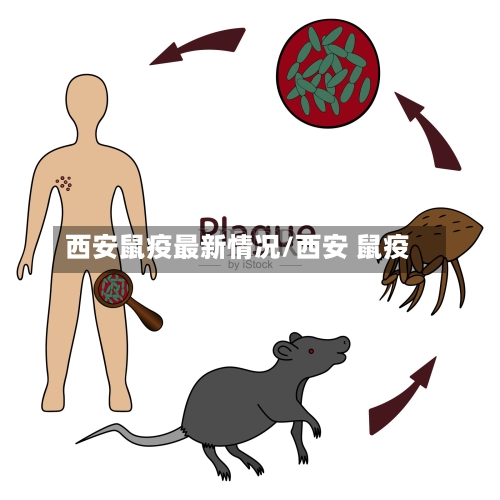 西安鼠疫最新情况/西安 鼠疫